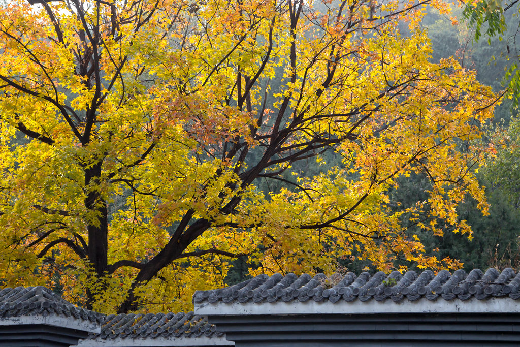 1726214375512018.jpg 1-211115110I0429.jpg