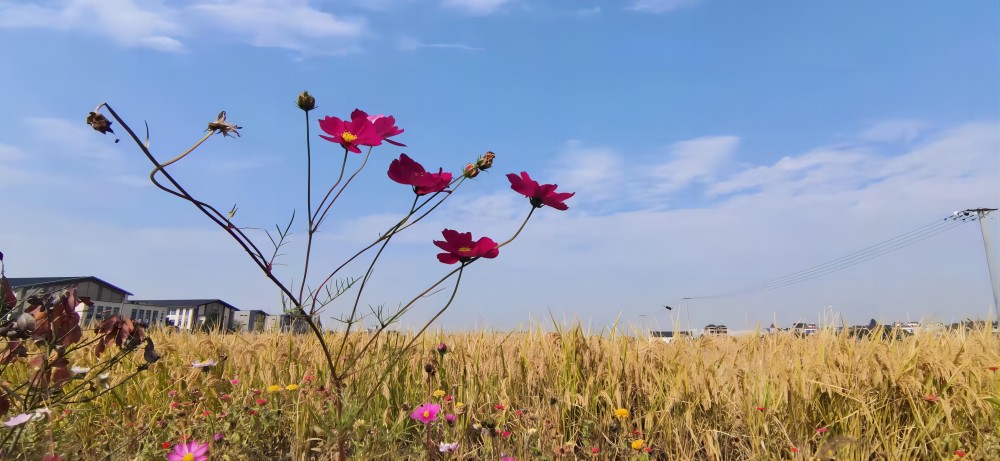 1726214835185377.jpg 1-2111151115152F.jpg